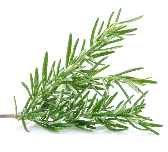 Himalayan Rosemary