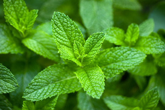 Spearmint: A Versatile Herb with Healthful Charms