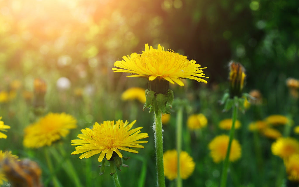 Dandelion Wellness: Nurturing Health Naturally