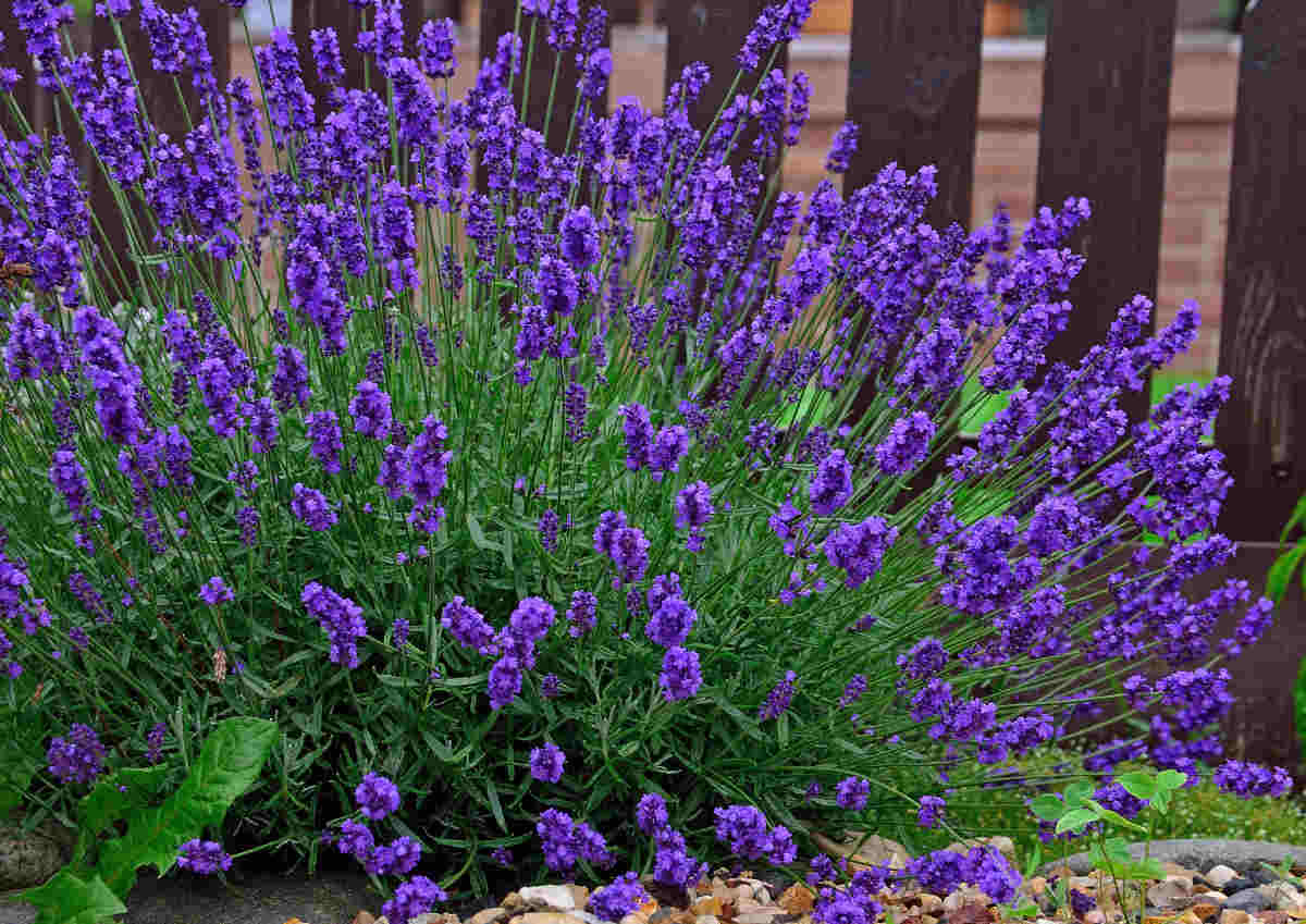Lavender Blooms: Exploring the Beauty and Benefits
