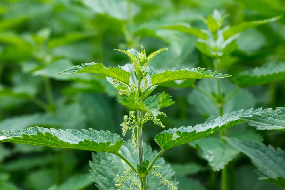 Unveiling the Power of Nettle: Harnessing Nature's Secret for Health and Wellness