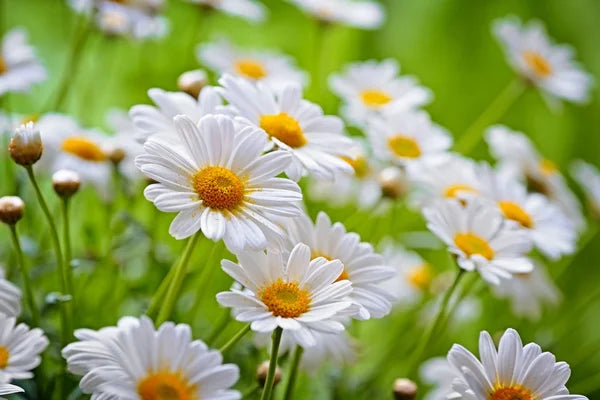 Discovering the Healing Powers of Chamomile: A Herbal Wonder