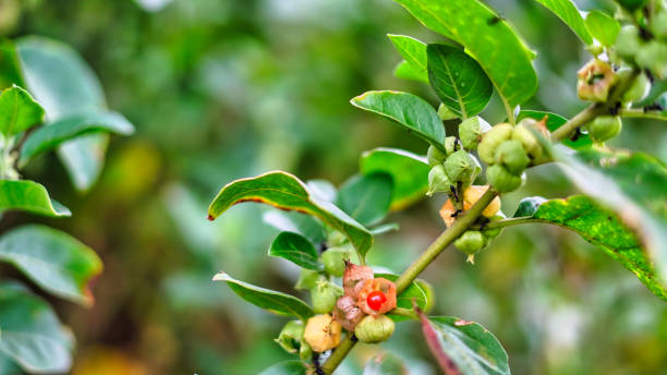 Unveiling the Wonders of Ashwagandha: A Potent Herbal Remedy
