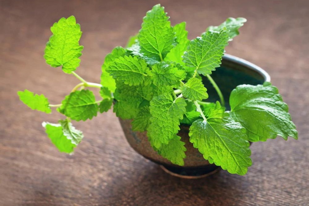 The Soothing Benefits of Lemon Balm: A Natural Remedy